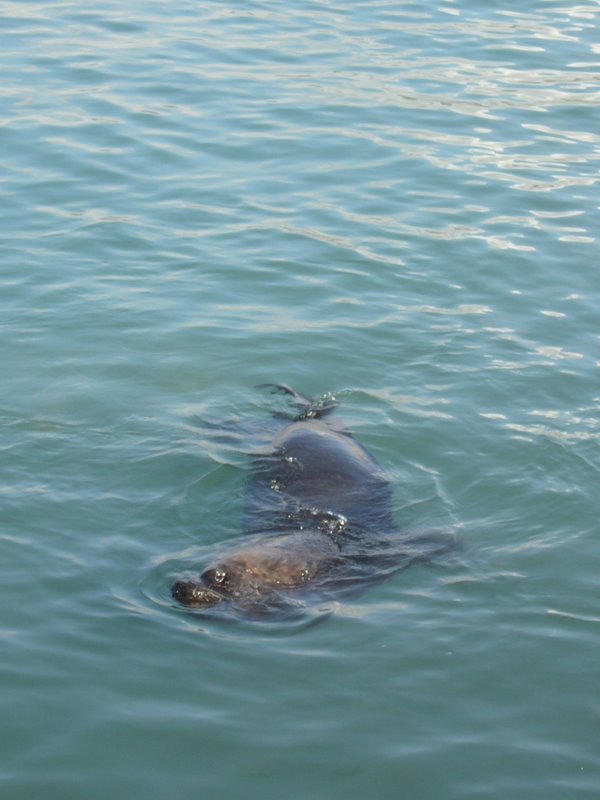 Sea lions being fed for the tourists